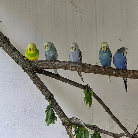 Appartamento Tirolerhof